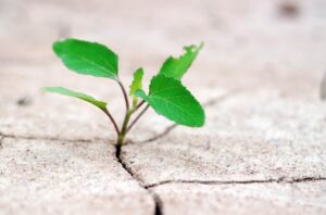 Green Sprout out of Cracked Desert Ground