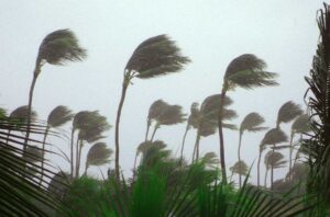 Palm Trees in Hurricane