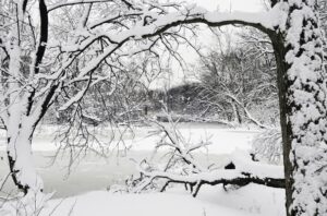Winter Trees Snow Winter Trees Snow