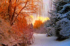 Forest Winter and Summer Seasons